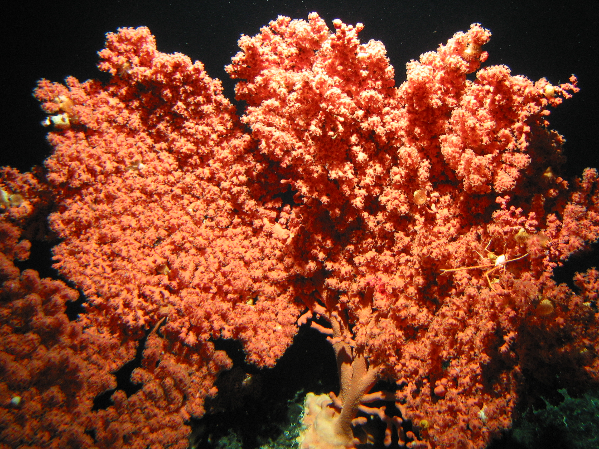An image of a large paragorgia coral
